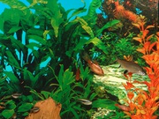 Красивый аквариум (120 л)
