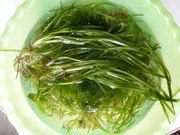 Валлиснерия обыкновенная - водоросли аквариумные.