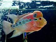 аквариумная рыба для продажи (Arowana,  Candy Basslet,  Golden Basslet,  
