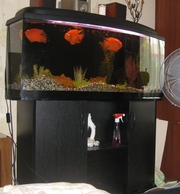 Продам аквариум, 250 л., со всеми комплектующими и содержимым